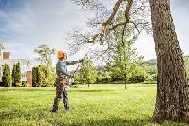 Best Fruit Tree Pruning  in Mojave, CA